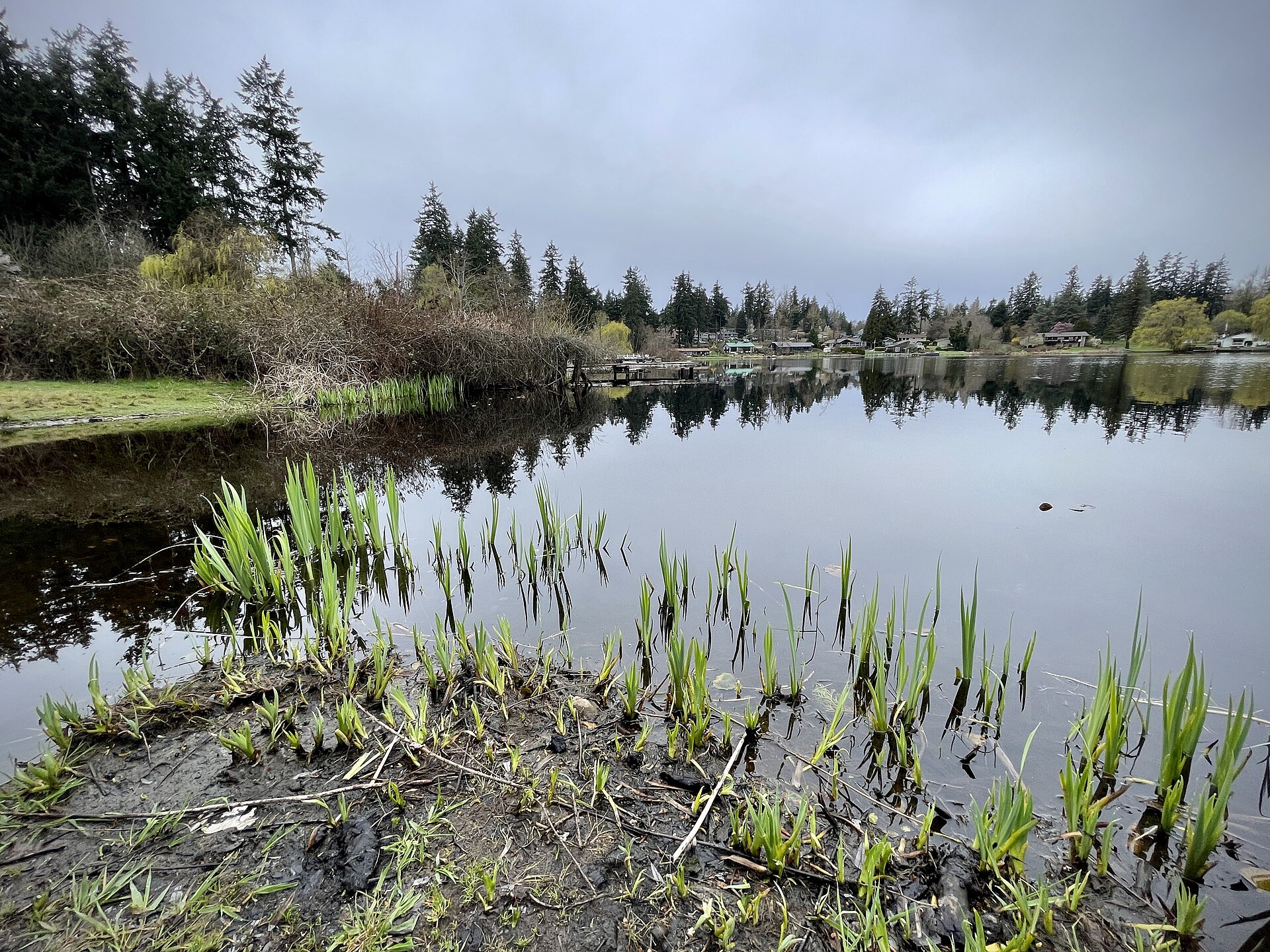 Tall conifers around the still water of Trout Lake in Federal Way under a grey sky