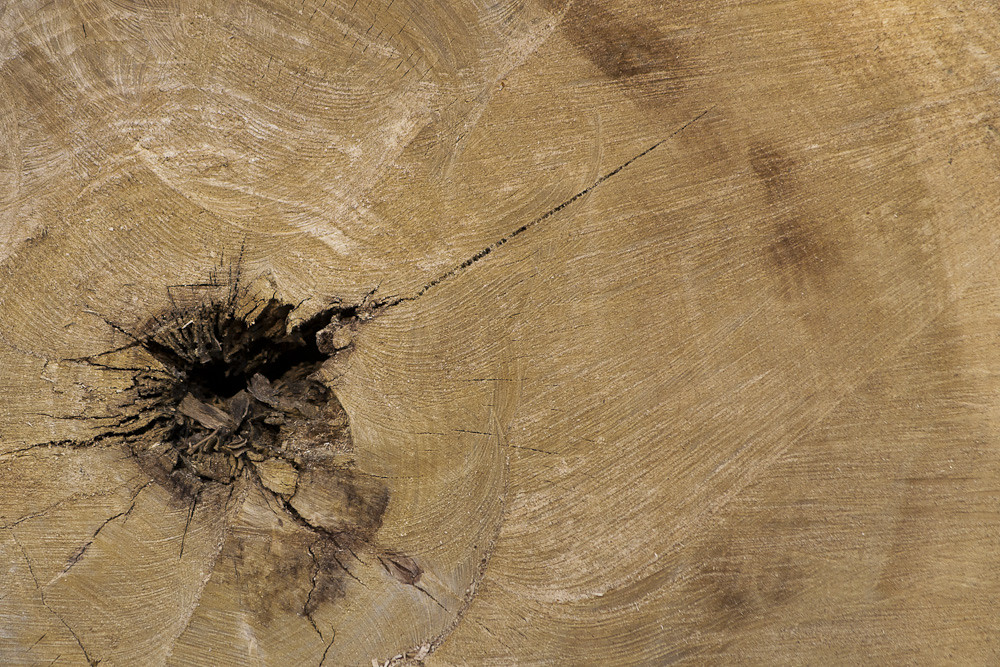 The wide cut face of a tree trunk with a dark hollow near its centre
