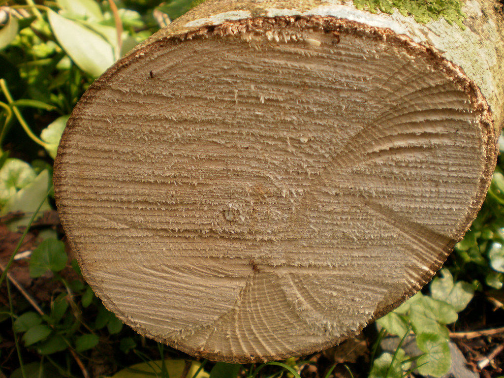 The freshly cut end of a tree trunk, with its growth rings visible