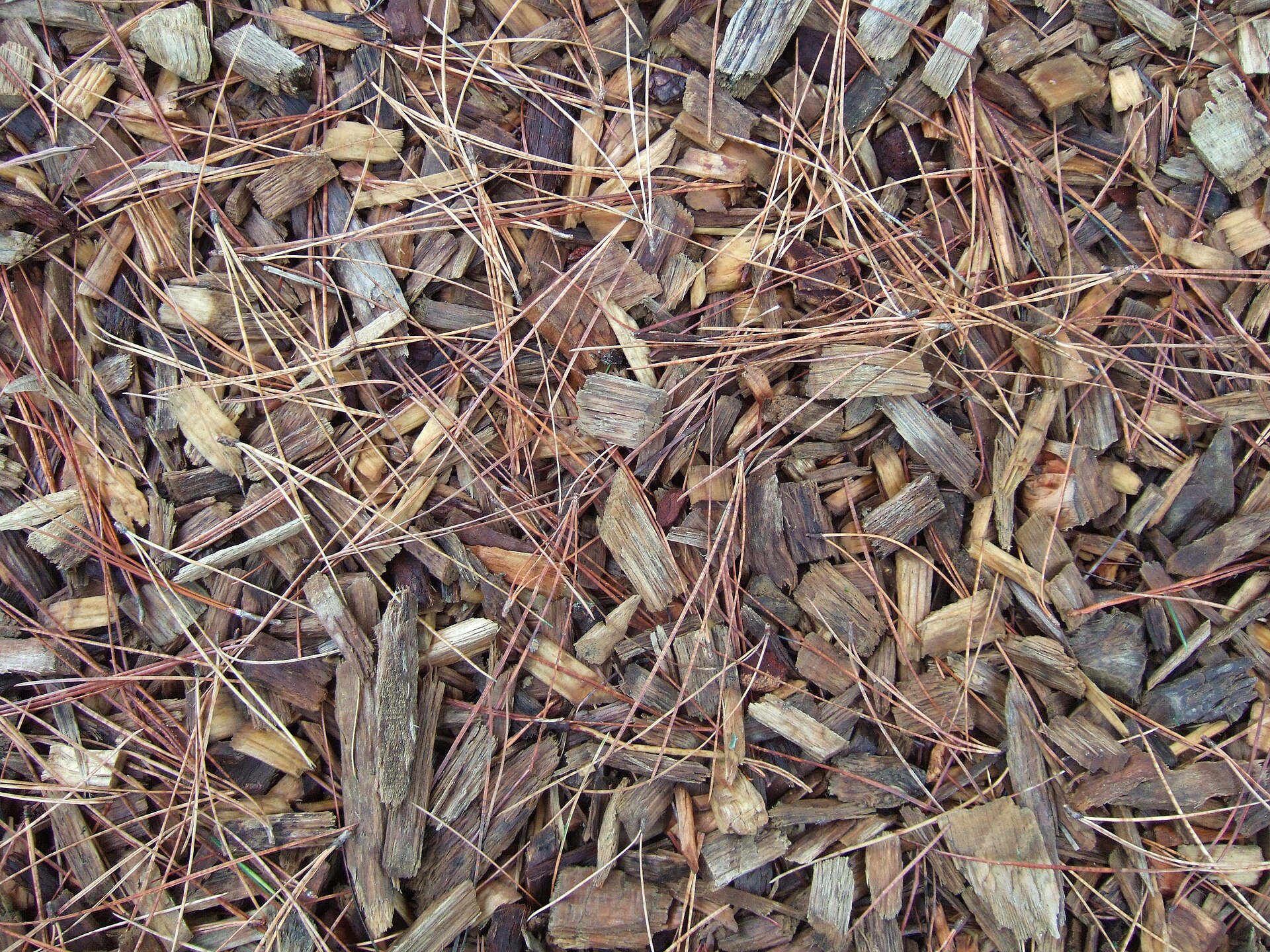Close view of wood chips and pine needles on the ground