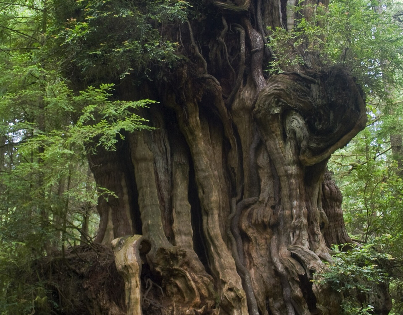 The enormous, deeply furrowed trunk of an old western red cedar in a forest